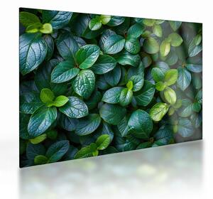 Obraz na szkle - Rośliny zielone (70x50 cm)