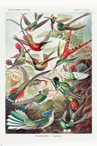 Plakat, Obraz Ernst Haeckel - Kolibris