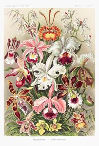 Plakat, Obraz Ernst Haeckel - Orchideen