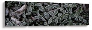 Obraz - Zamrożone rośliny (170x50 cm)