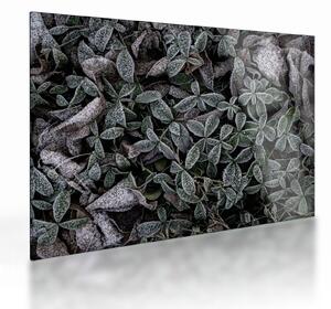 Obraz na szkle - Zamrożone rośliny (70x50 cm)
