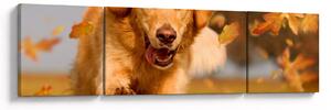 Obraz - Golden Retriever (170x50 cm)