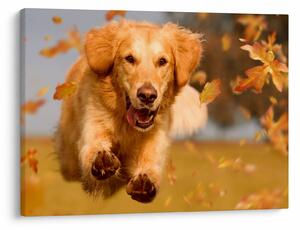 Obraz - Golden Retriever (70x50 cm)