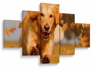 Obraz - Golden Retriever (125x70 cm)