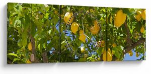 Obraz - Drzewo cytrynowe (z zegarem) (90x30 cm)