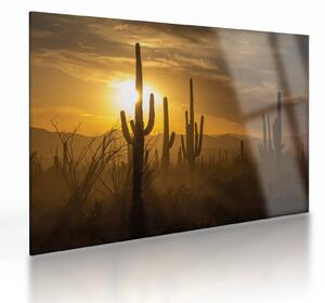 Obraz na szkle - Kaktusy Saguaro (70x50 cm)