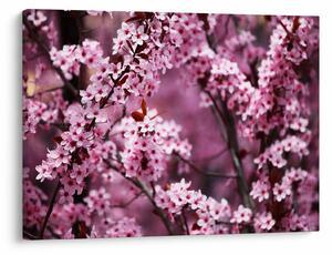 Obraz - Różowa sakura (70x50 cm)
