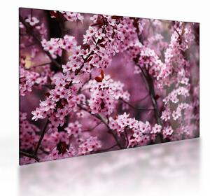 Obraz na szkle - Różowa sakura (70x50 cm)