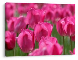 Obraz - Różowe tulipany (70x50 cm)