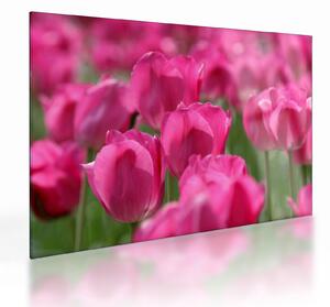 Obraz na szkle - Różowe tulipany (70x50 cm)