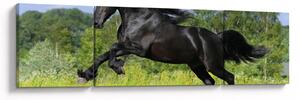 Obraz - Koń z płynącą grzywą (170x50 cm)