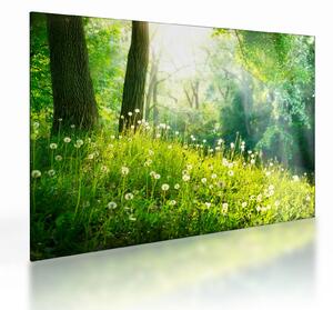 Obraz na szkle - Magiczna łąka pełna mniszków lekarskich (70x50 cm)