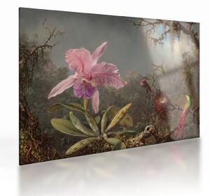 Obraz na szkle - Martin Johnson Heade, Cattleya Orchid and Three Hummingbirds, reprodukcje (70x50 cm)