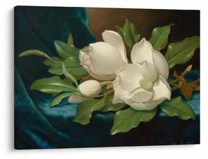 Obraz - Martin Johnson Heade, Giant Magnolias on a Blue Velvet Cloth, reprodukcje (70x50 cm)