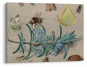 Obraz - Jan van Kessel the Elder, Insects and a Sprig of Rosemary, reprodukcje (70x50 cm)