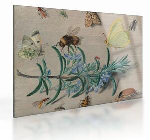 Obraz na szkle - Jan van Kessel the Elder, Insects and a Sprig of Rosemary, reprodukcje (70x50 cm)