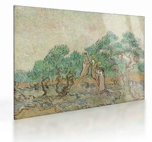 Obraz na szkle - Vincent van Gogh, The Olive Orchard, reprodukcje (70x50 cm)