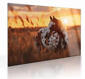 Obraz na szkle - Koń o zachodzie słońca (70x50 cm)
