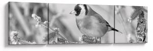 Obraz - Ptak zimą (170x50 cm)