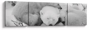 Obraz - Niedźwiedzie polarne (170x50 cm)