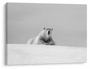Obraz - Niedźwiedź polarny (70x50 cm)