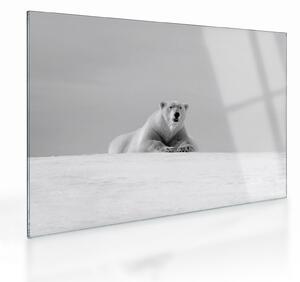 Obraz na szkle - Niedźwiedź polarny (70x50 cm)