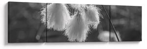 Obraz - Trawa bawełniana (170x50 cm)