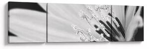 Obraz - Czarno-biały kwiat (170x50 cm)