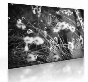 Obraz na szkle - Pajęczyna na łące (70x50 cm)