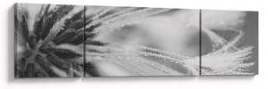 Obraz - Mlecz (170x50 cm)