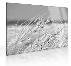 Obraz na szkle - Trawa plażowa (70x50 cm)
