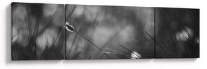 Obraz - Trawa łąkowa (170x50 cm)