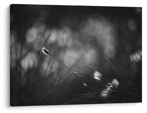 Obraz - Trawa łąkowa (70x50 cm)