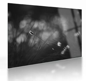 Obraz na szkle - Trawa łąkowa (70x50 cm)