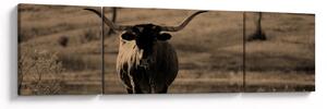 Obraz - Krowa z Teksasu (170x50 cm)