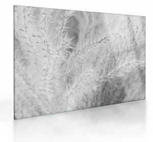 Obraz na szkle - Trawa pampasowa N⁰1 (70x50 cm)