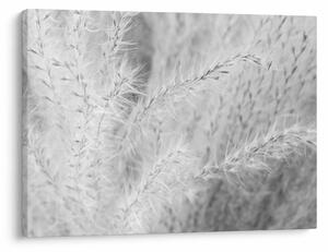 Obraz - Trawa pampasowa N⁰1 (70x50 cm)
