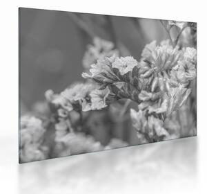Obraz na szkle - Suszone kwiaty (70x50 cm)