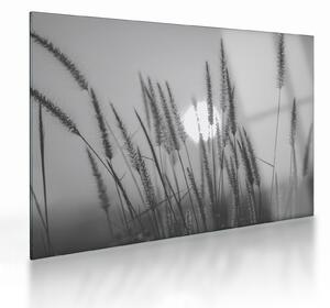 Obraz na szkle - Łąka o zachodzie słońca (70x50 cm)