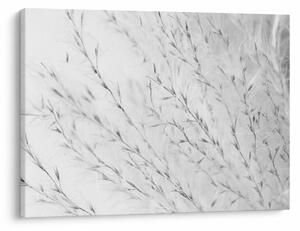 Obraz - Trawa pampasowa N⁰2 (70x50 cm)