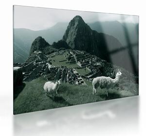 Obraz na szkle - Lamy w Machu Picchu w Peru (70x50 cm)