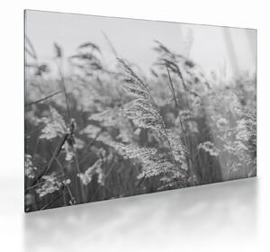 Obraz na szkle - Trawa na wietrze (70x50 cm)