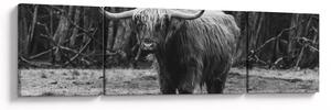 Obraz - Szkocka krowa (170x50 cm)