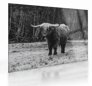 Obraz na szkle - Szkocka krowa (70x50 cm)