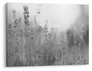 Obraz - Lawenda (70x50 cm)
