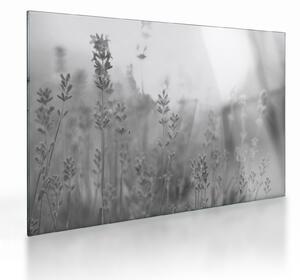 Obraz na szkle - Lawenda (70x50 cm)