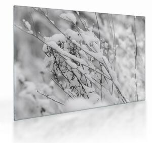 Obraz na szkle - Ośnieżone gałęzie (70x50 cm)