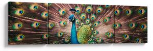 Obraz - Paw (170x50 cm)
