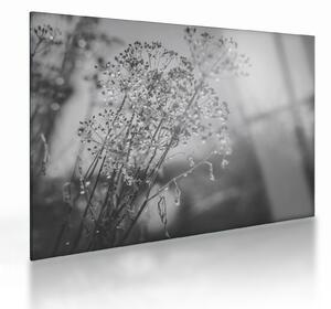 Obraz na szkle - Łąka po deszczu (70x50 cm)