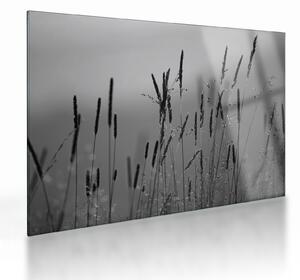 Obraz na szkle - źdźbła trawy (70x50 cm)